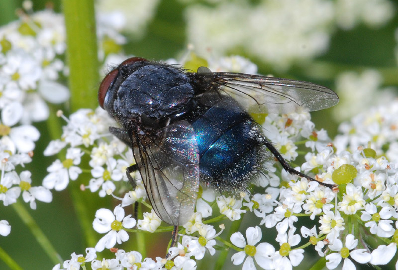 Calliphora ?